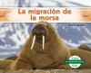 La_migraci__n_de_la_morsa