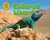 Collared_lizard