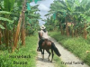 Horseback_Escape