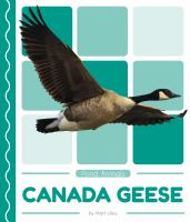 Canada_geese
