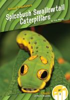 Spicebush_Swallowtail_caterpillars
