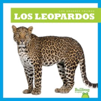 Los_leopardos__Leopards_