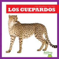 Los_guepardos__Cheetahs_